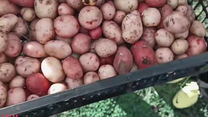В Катунинской средней школе учебный двор превратили в учебно-опытный участок — Архангельск Сейчас
