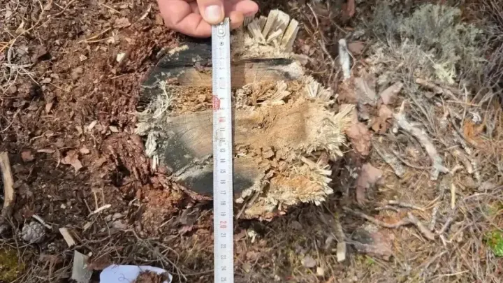 В Холмогорском районе дело о незаконной рубке леса направлено в суд — Архангельск Сейчас