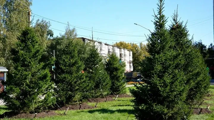 В Барнауле осенью высадят почти тысячу деревьев и более 1,1 тысячи кустарников — Барнаул Сейчас