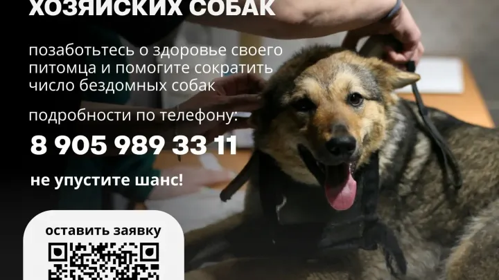 В Барнауле запустили бесплатную стерилизацию и чипирование собак — Барнаул Сейчас