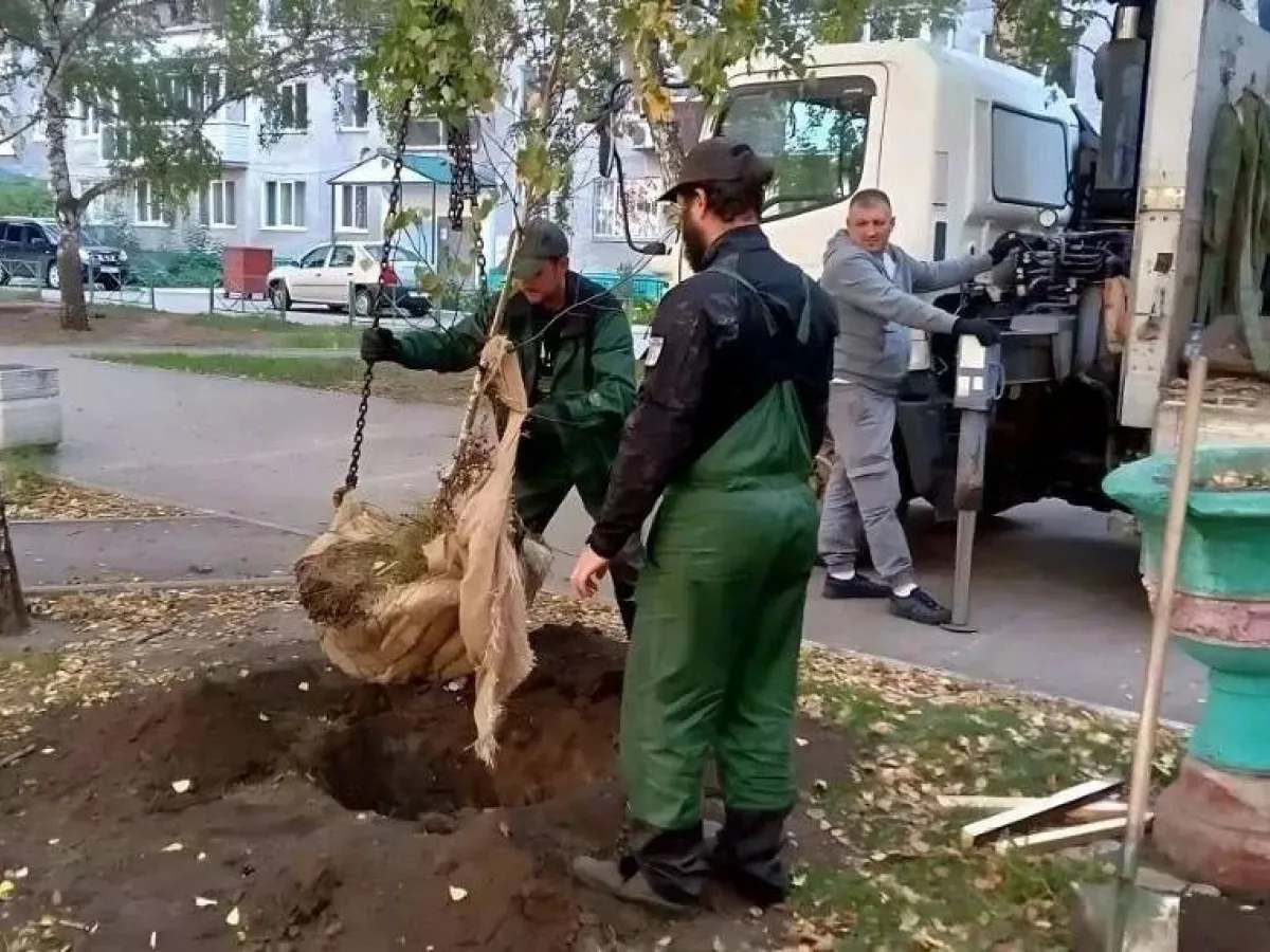 В Барнауле продолжается осенняя посадка деревьев и кустарников