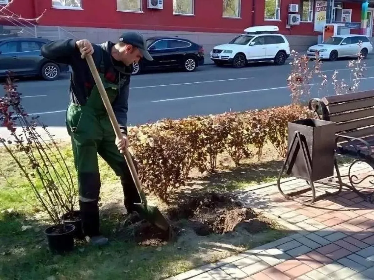 В Барнауле продолжается осенняя посадка деревьев и кустарников