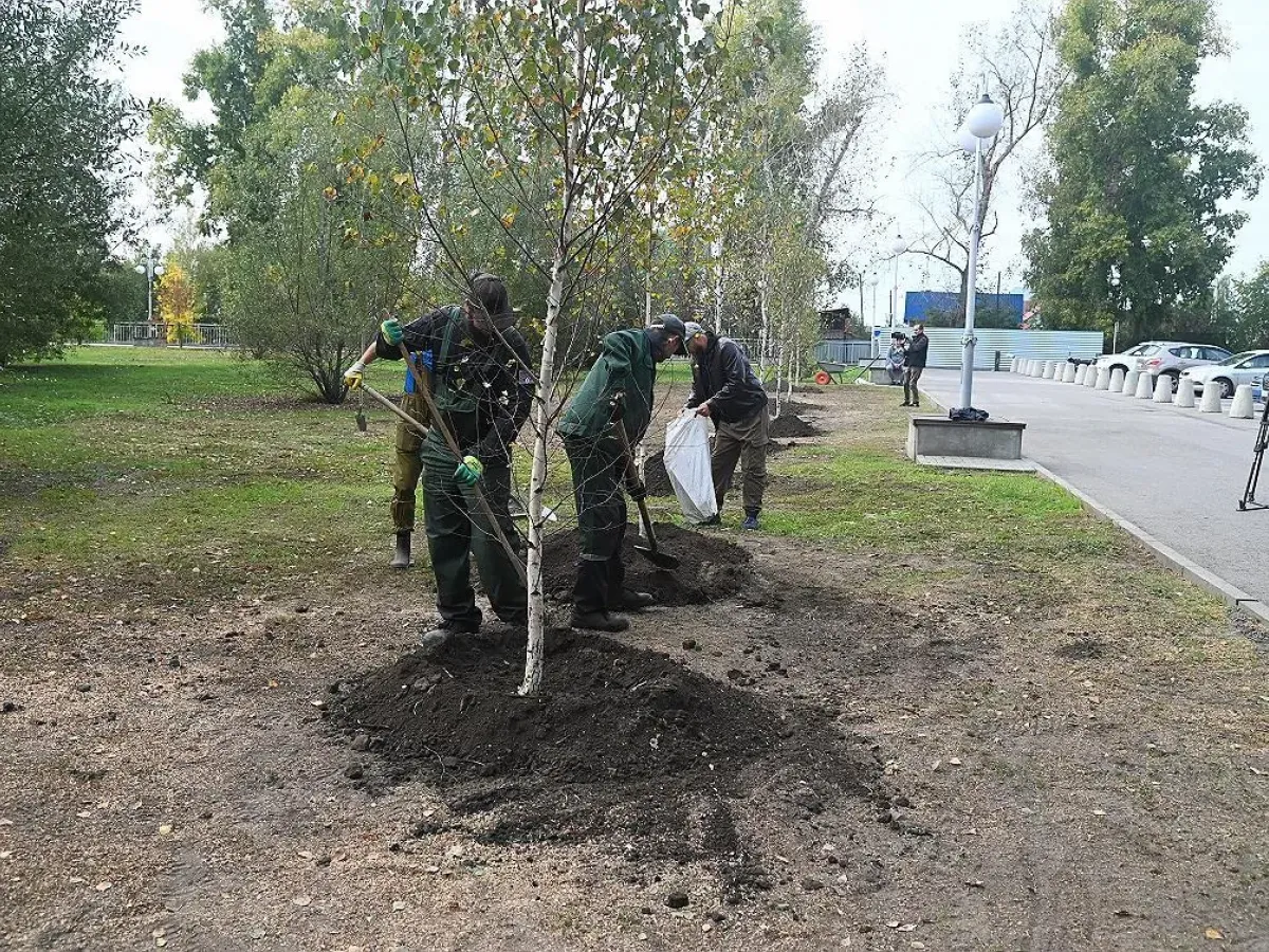В Нагорном парке Барнаула высадили семь берёз и 10 лип вместо аварийных деревьев