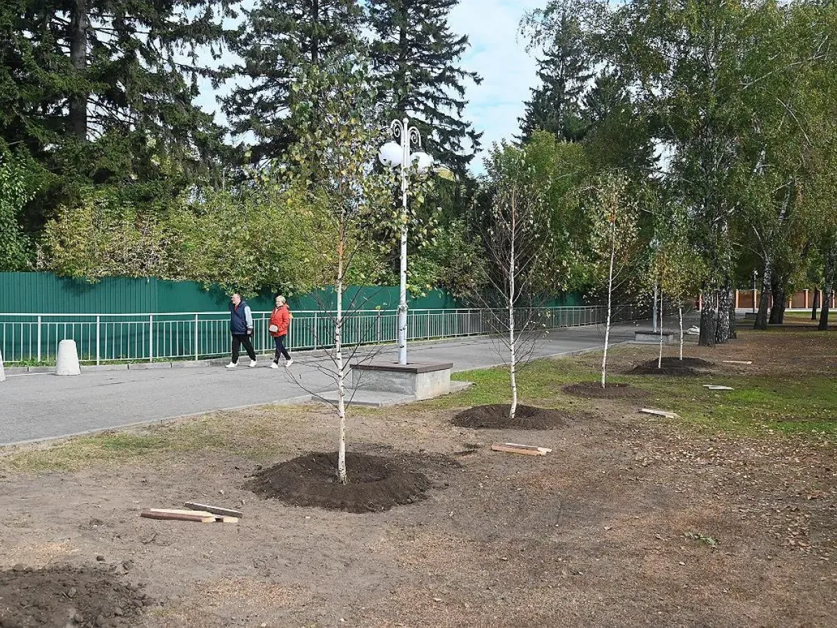 В Нагорном парке Барнаула высадили семь берёз и 10 лип вместо аварийных деревьев