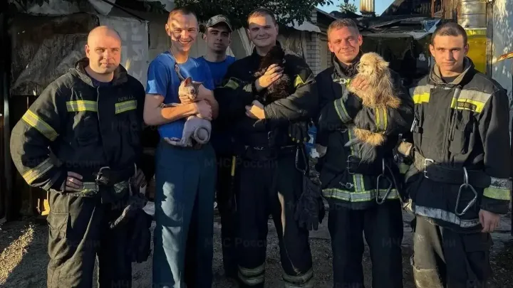 В Белгороде пожарные спасли двух котов и собаку из горящего дома — Белгород Сейчас