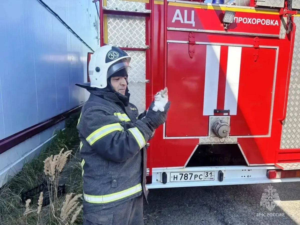 В Прохоровке сотрудники пожарно-спасательной части спасли котёнка из дымохода