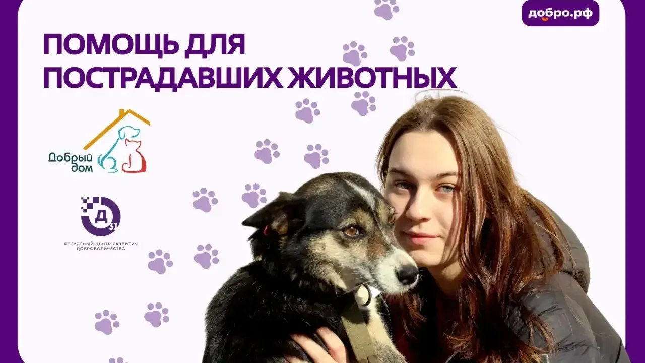 В Белгороде открыли сбор помощи для пострадавшего приюта «Добрый дом»