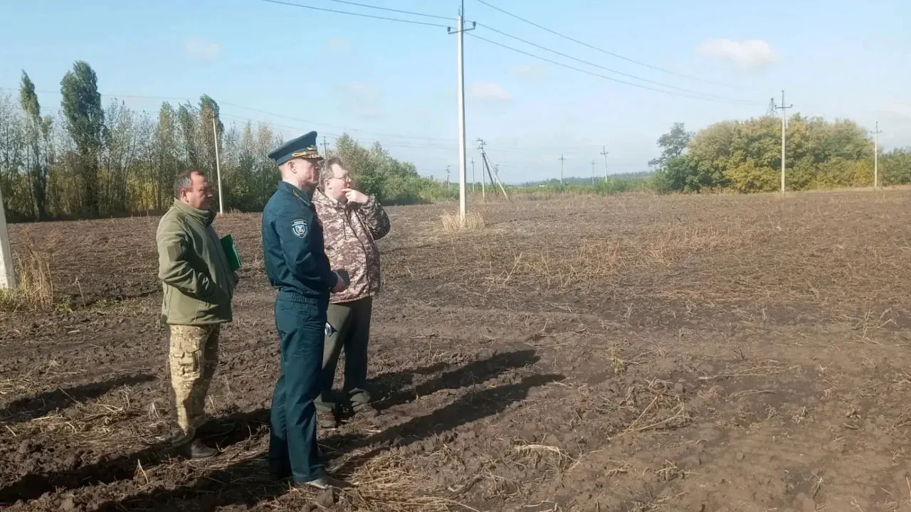 В регионе создадут лесосеменные плантации дуба и сосны общей площадью 20 гектаров — Белгород Сейчас