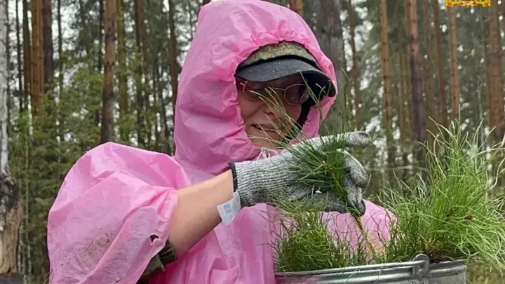 В Сысертском округе высадили более 4 тысяч сеянцев сосны — Екатеринбург Сейчас
