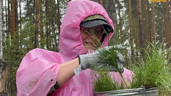 В Свердловской области высадили более 168 тысяч деревьев в рамках акции «Сохраним лес» — Екатеринбург Сейчас