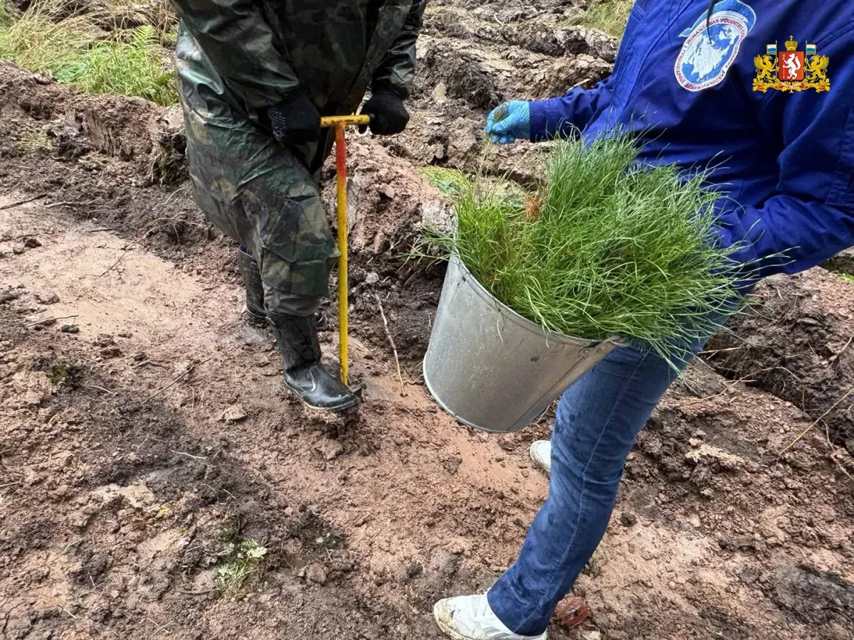 В Свердловской области высадили более 168 тысяч деревьев в рамках акции «Сохраним лес»