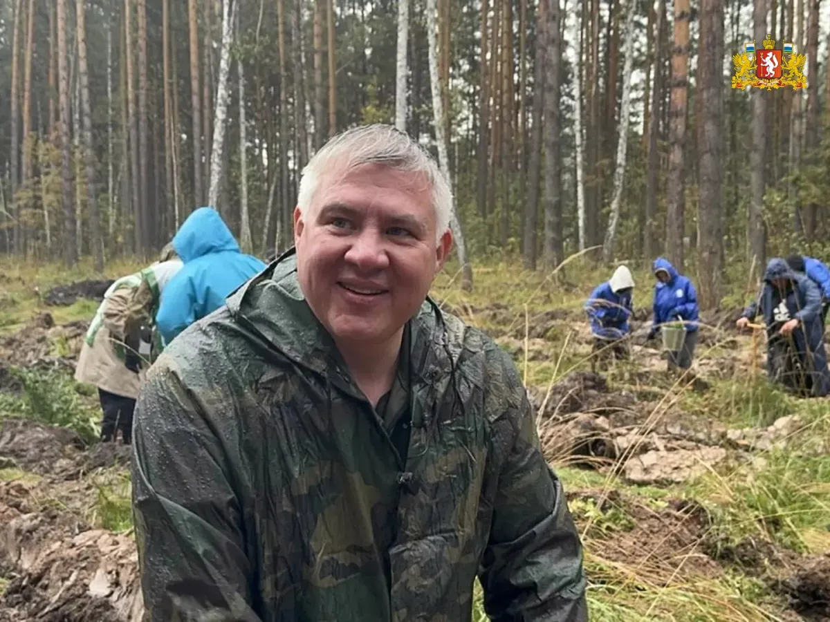 В Сысертском округе высадили более 4 тысяч сеянцев сосны