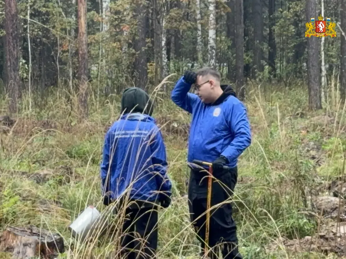 В Свердловской области высадили более 168 тысяч деревьев в рамках акции «Сохраним лес»