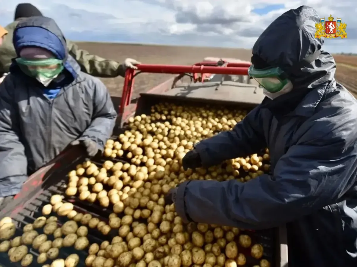 В Свердловской области убрали более 80% зерновых культу?