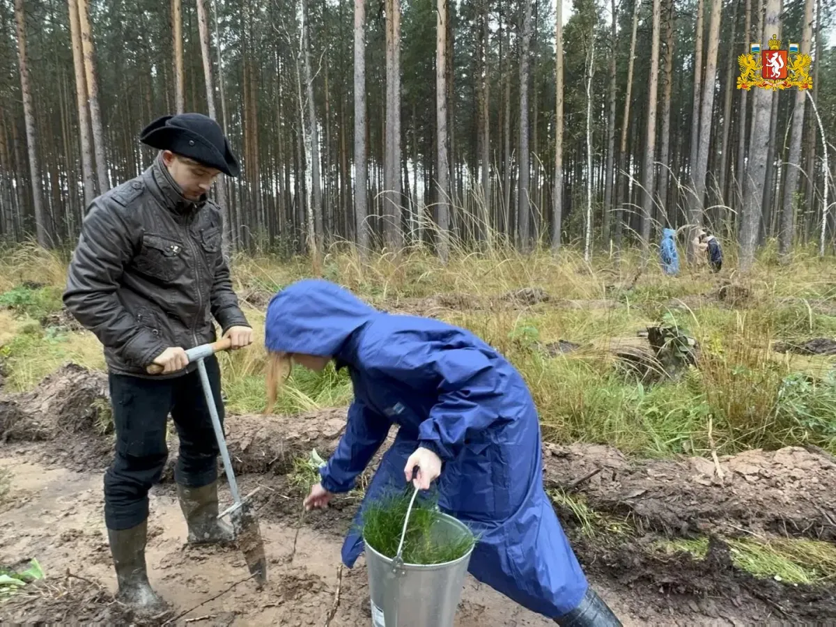 В Свердловской области высадили более 168 тысяч деревьев в рамках акции «Сохраним лес»