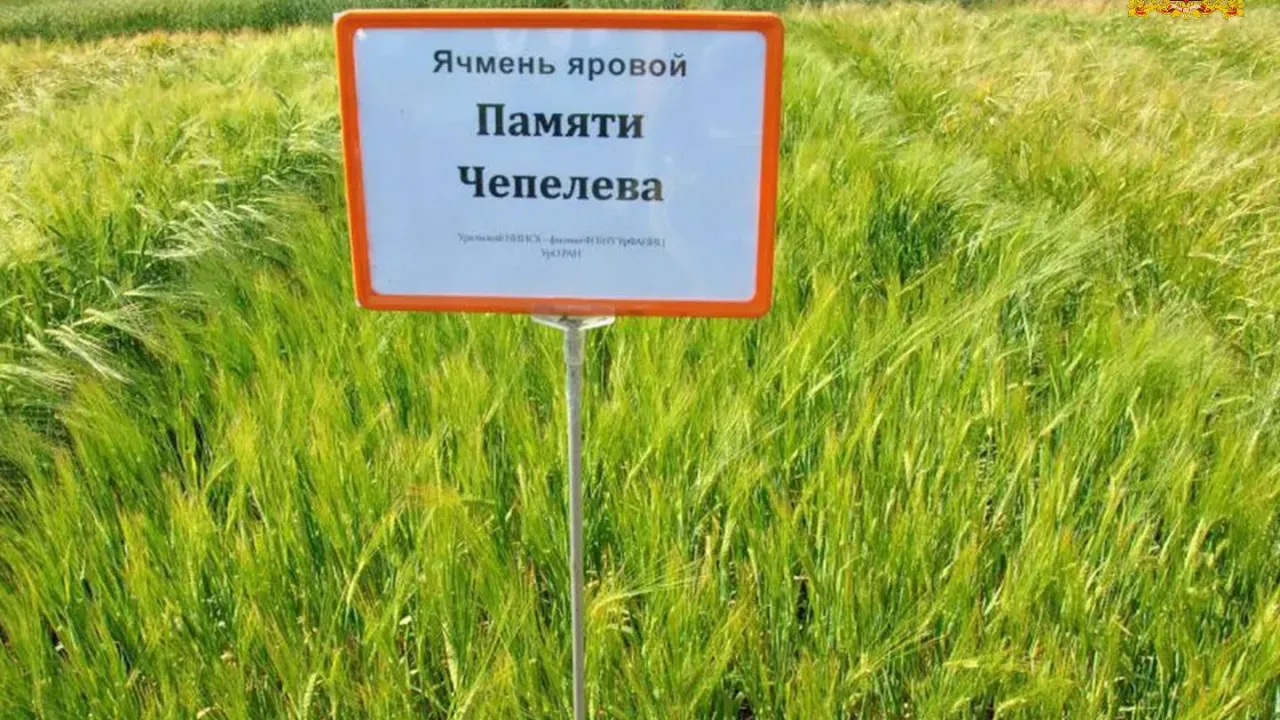 Уральский сорт ячменя «Памяти Чепелева» признан лучшим в России — Екатеринбург Сейчас