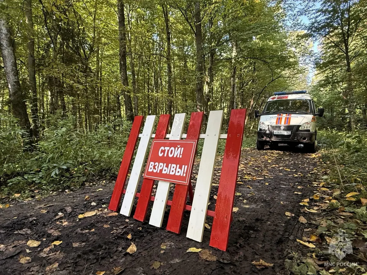 В Правдинском округе уничтожили три найденные грибником авиационные бомбы
