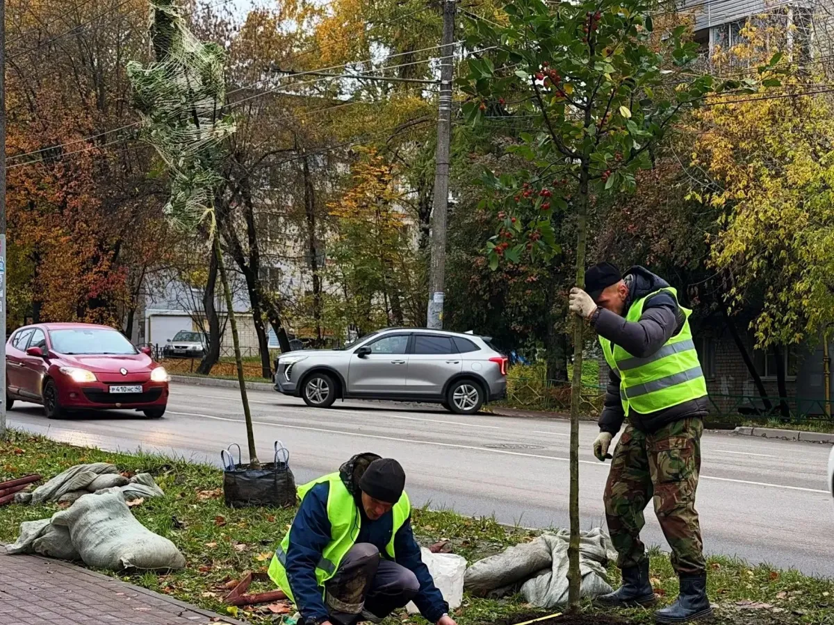 На улице Маршала Жукова в Калуге высадили декоративные яблони