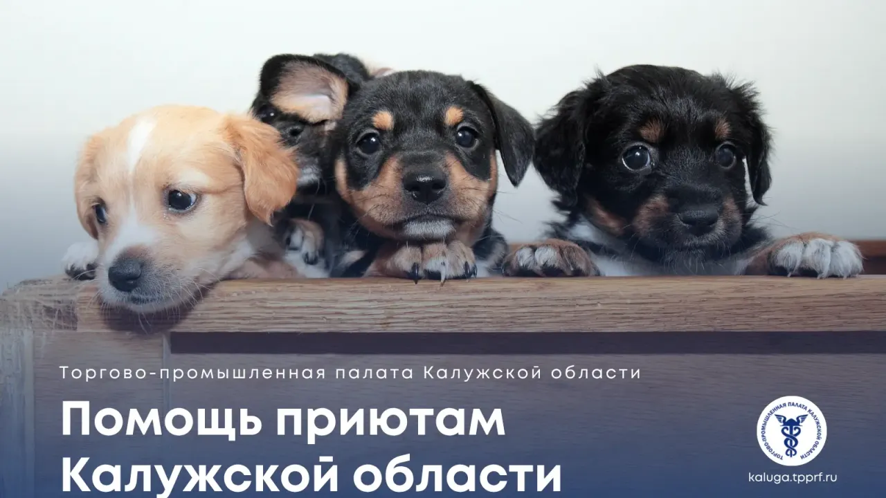 Калужские приюты приняли собак из «Острова Надежды» и собирают помощь — Калуга Сейчас