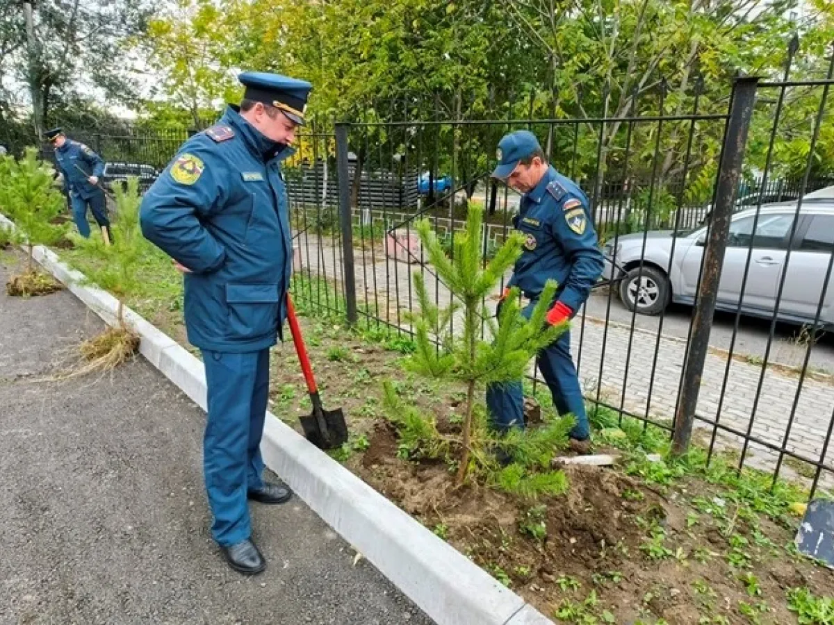 В Хабаровске рядом с пожарной частью высадили хвойную аллею