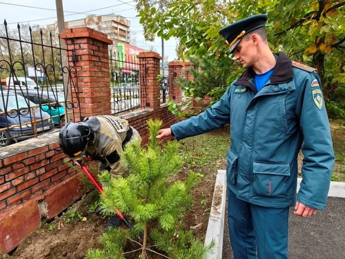 В Хабаровске рядом с пожарной частью высадили хвойную аллею