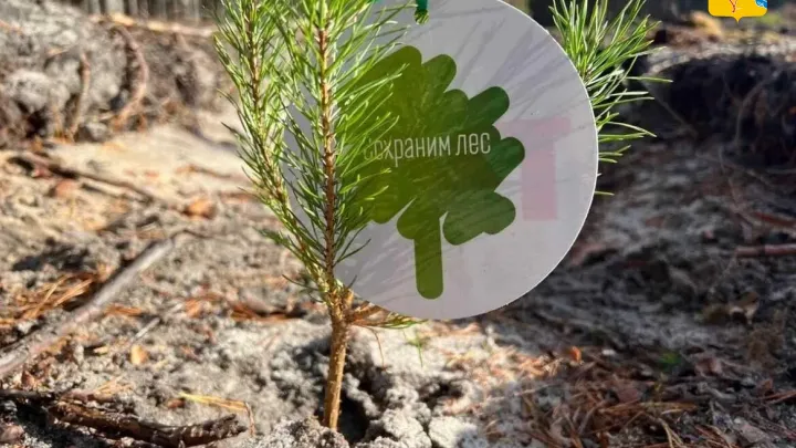 В Кировской области стартовал новый сезон акции «Сохраним лес» — Киров Сейчас