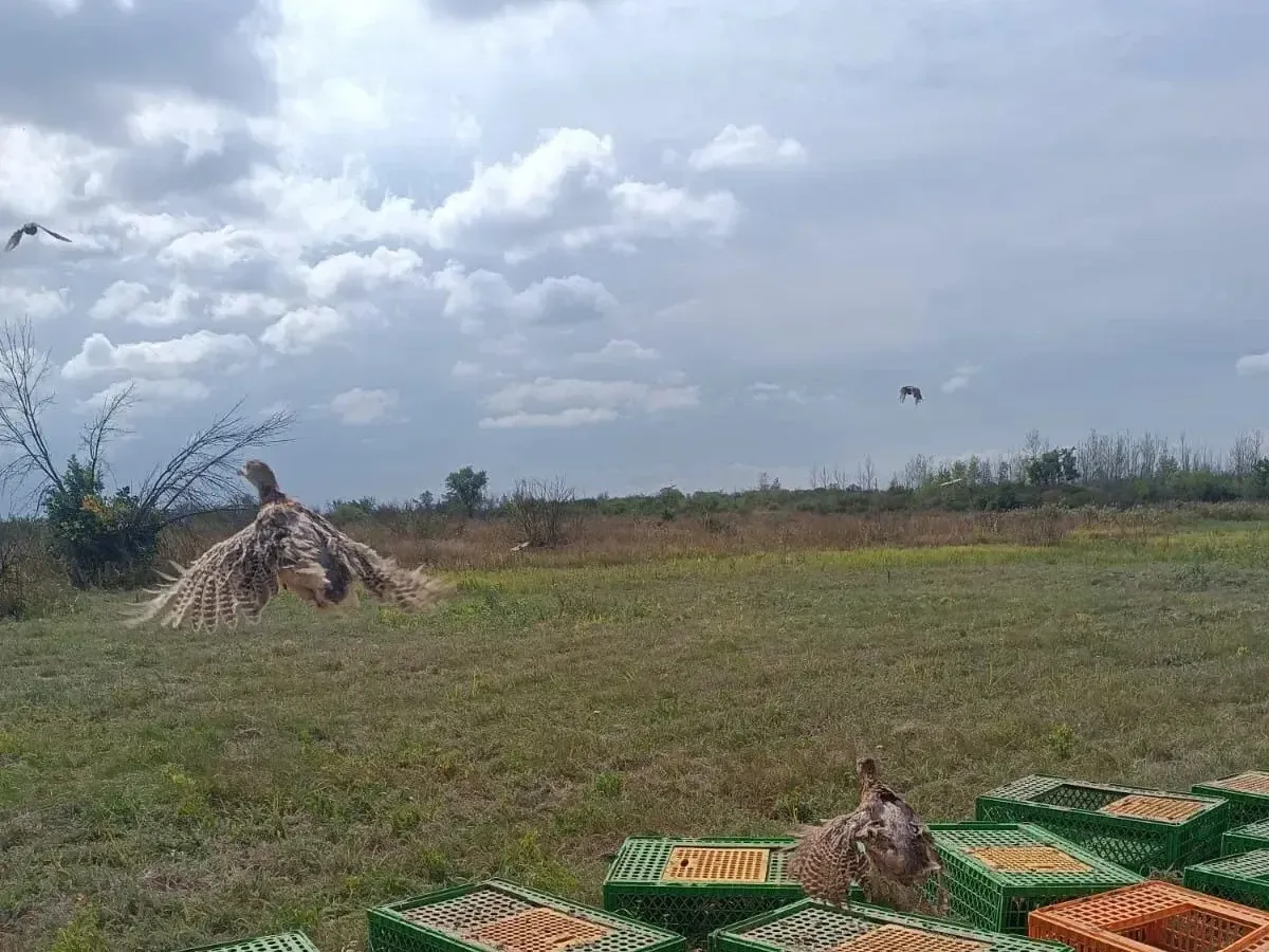 На Кубани стартовали осенние выпуски 1000 фазанов северокавказского подвида