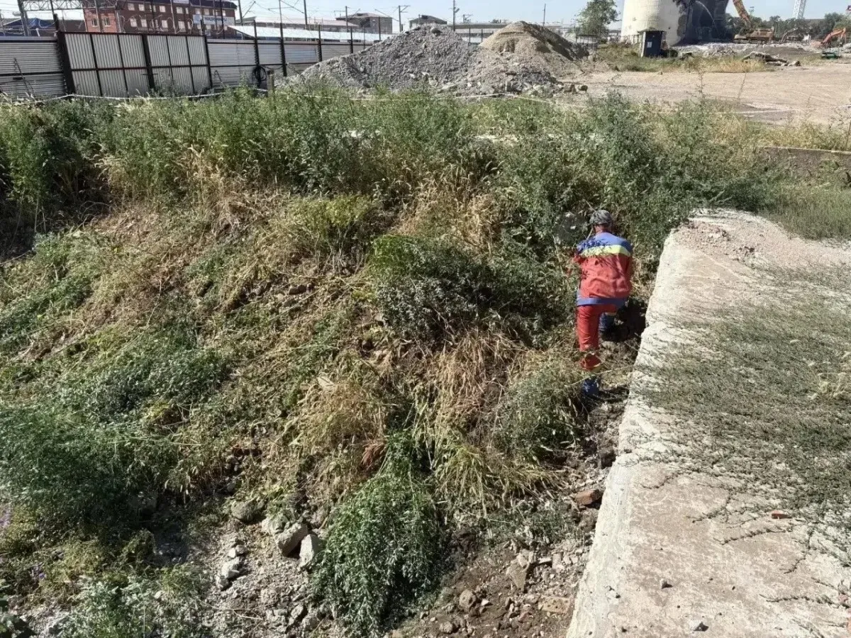 В Краснодаре за полгода скосили более 33 тысяч гектаров сорняков