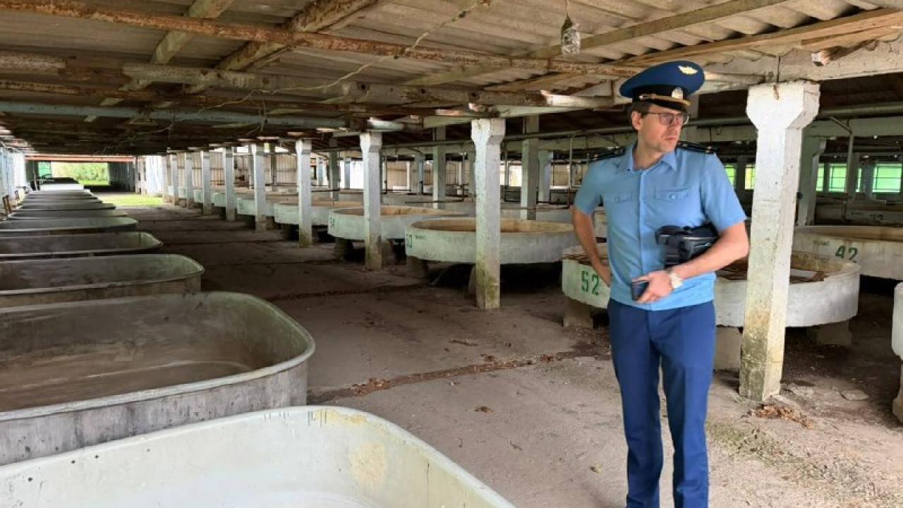 Прокуратура выявила нарушения на осетровом рыбоводном заводе в Калининском районе — Краснодар Сейчас