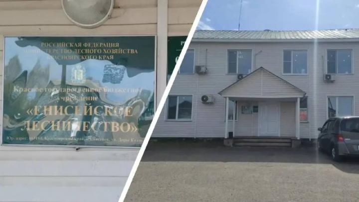 В Енисейске лесничество выполнило госзадание по санитарным рубкам на 66,9%