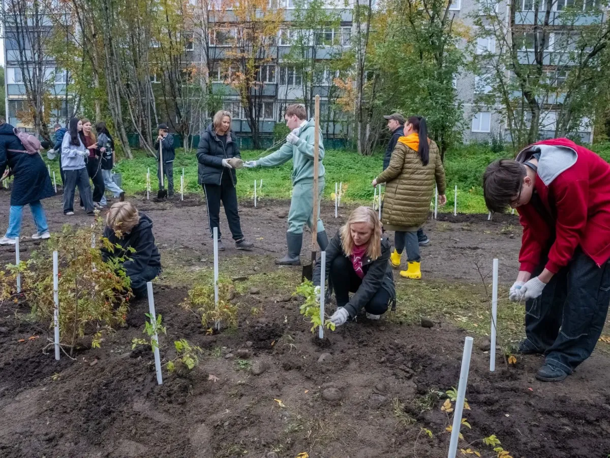 В Мурманске в акции «Зеленый рекорд» высадили более 2 тысяч саженцев