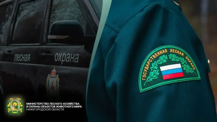 Минлесхоз Нижегородской области подвел итоги патрулирования лесов — Нижний Новгород Сейчас