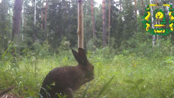 В объектив фотоловушки под Выксой попал умывающийся под дождем заяц — Нижний Новгород Сейчас