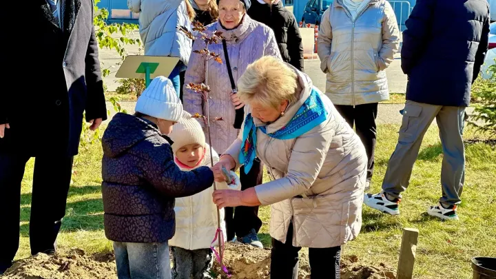 На Аллее золотых юбиляров высадили 100 деревьев за шесть лет — Нижний Новгород Сейчас