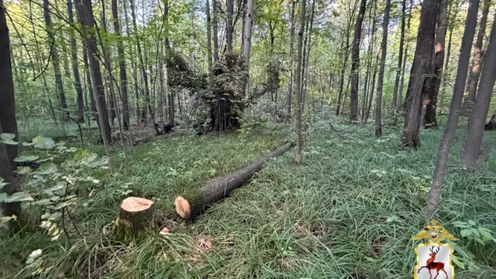 В Перевозском округе выявили подозреваемого в незаконной рубке восьми лип — Нижний Новгород Сейчас