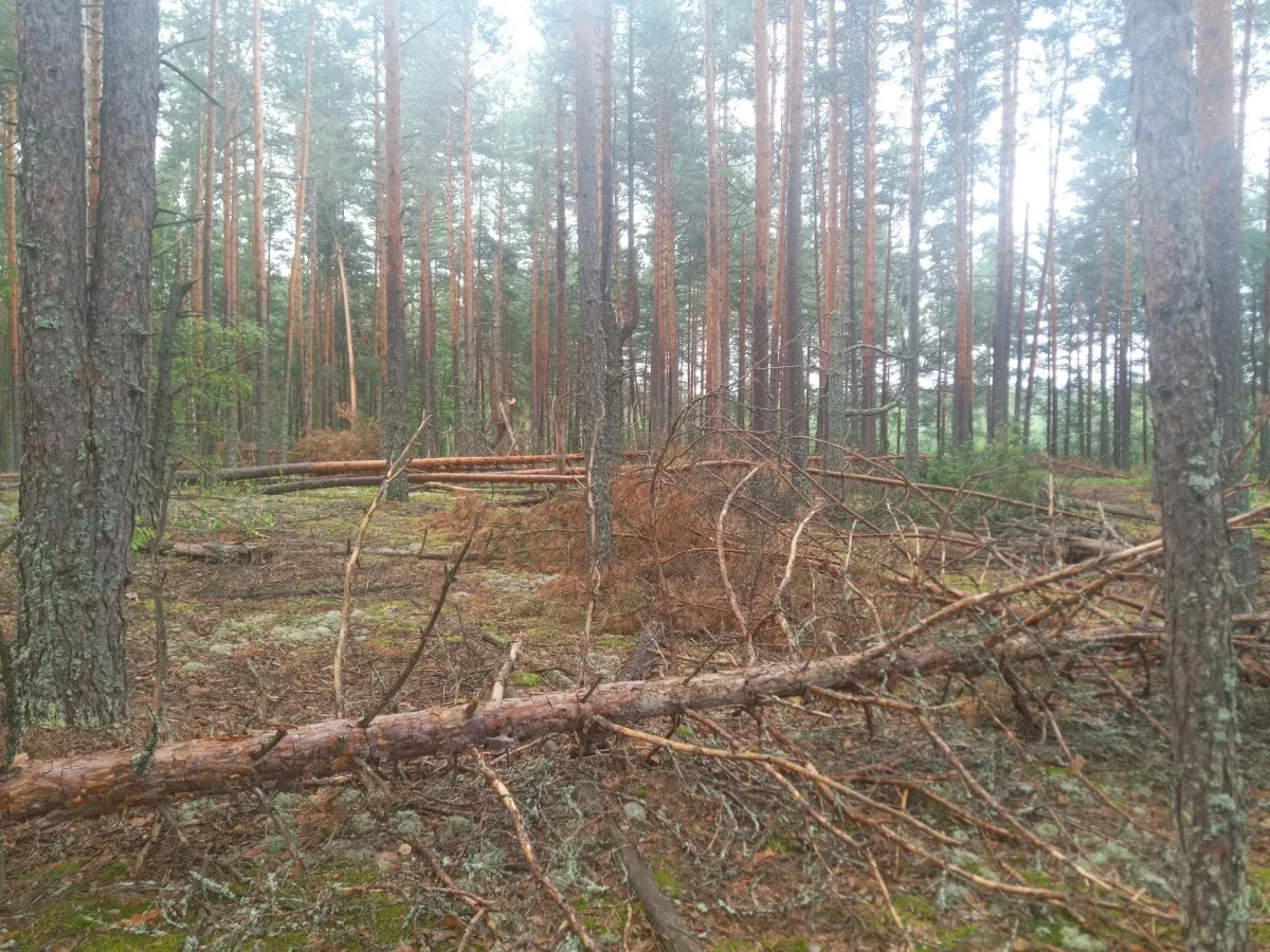 В Арзамасском округе обследуют 50 гектаров леса после ветровала