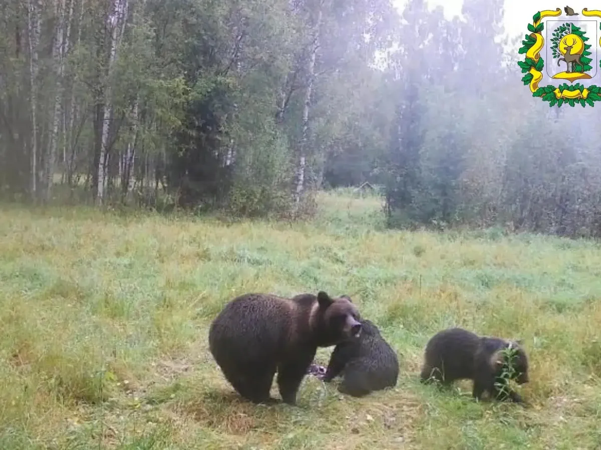 В Сокольском округе фотоловушка зафиксировала медведицу с медвежатами