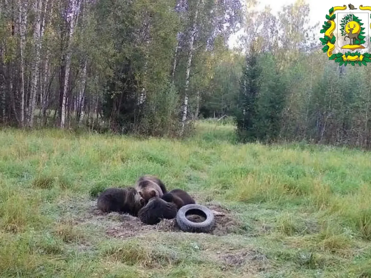 В Сокольском округе фотоловушка зафиксировала медведицу с медвежатами