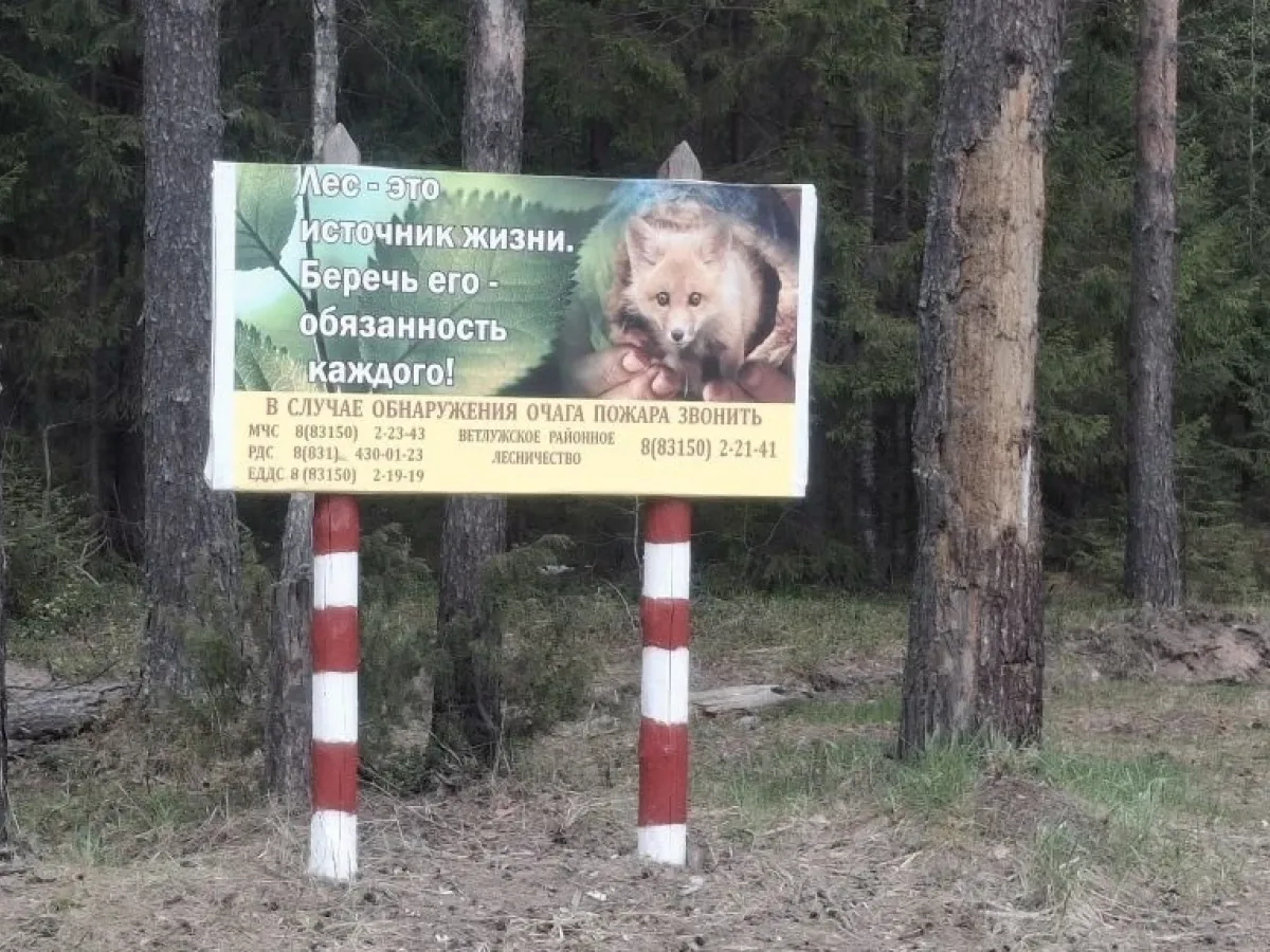 В рамках акции «Чистый лес» в лесах убрали 227,47 кубометра отходов