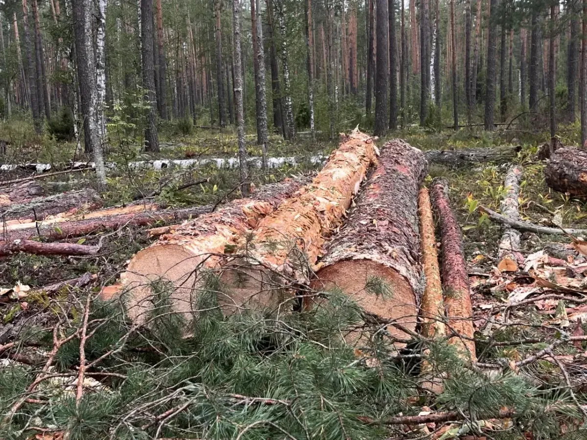 Вышел анонс восьмого выпуска программы «Лес и человек. За пределами урбанистики»