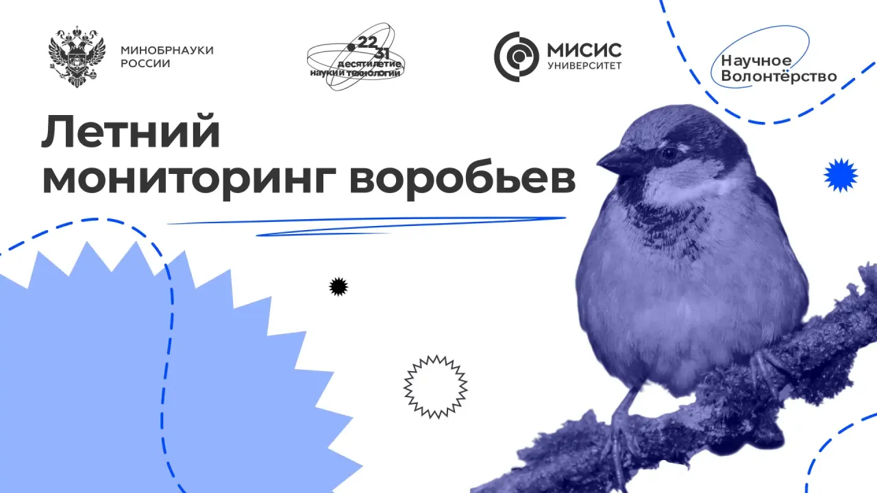 Стартовала Всероссийская перепись воробьев — Нижний Новгород Сейчас