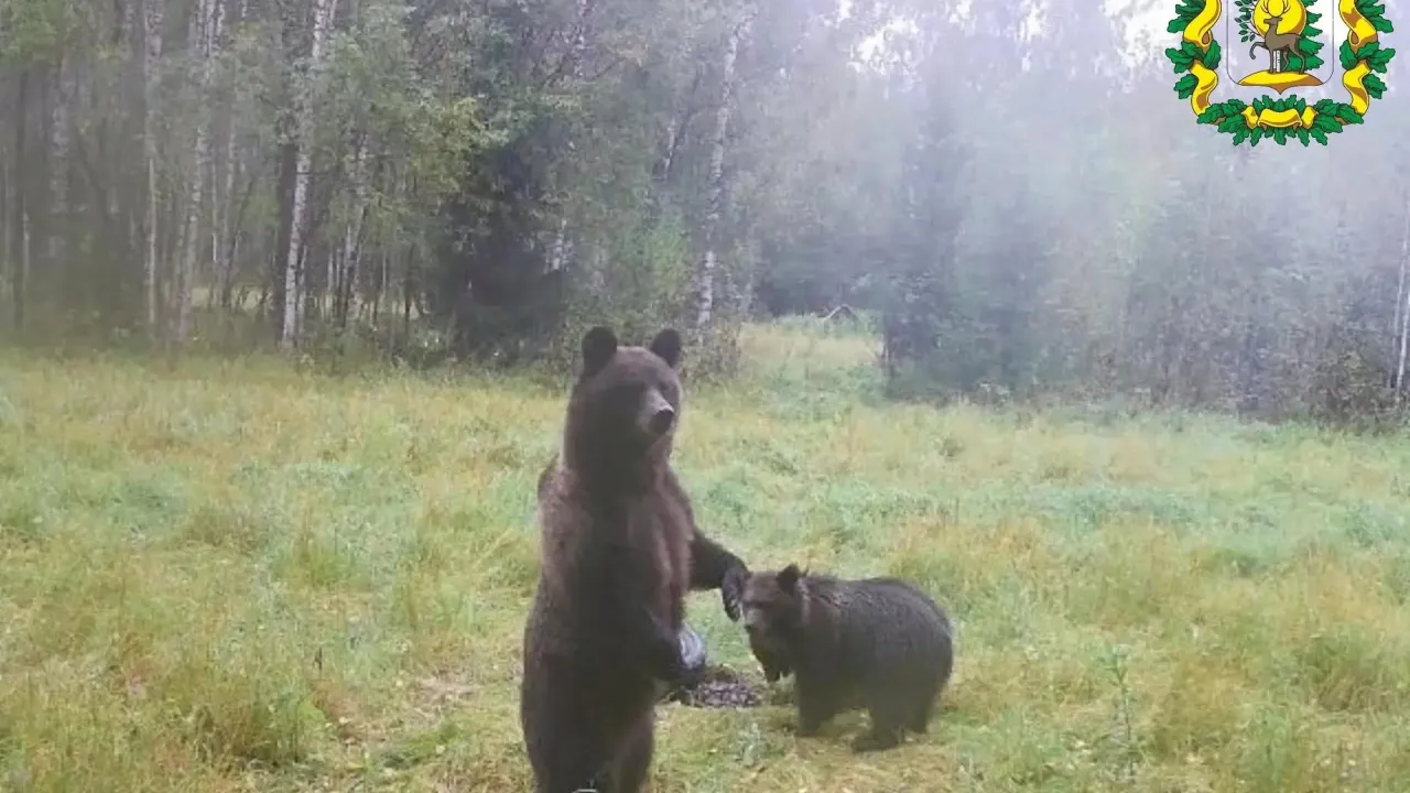 В Сокольском округе фотоловушка зафиксировала медведицу с медвежатами — Нижний Новгород Сейчас