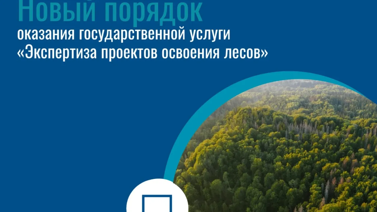 В Нижегородской области изменили порядок экспертизы проектов освоения лесов — Нижний Новгород Сейчас