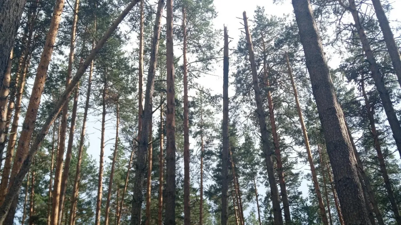 В Арзамасском округе обследуют 50 гектаров леса после ветровала — Нижний Новгород Сейчас