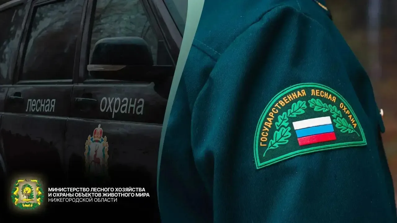 Лесные инспекторы провели более 32 тысяч патрулирований с начала года — Нижний Новгород Сейчас