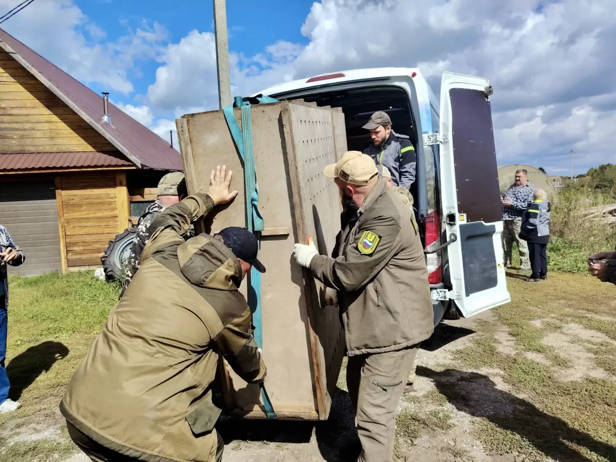 Двух годовалых лосей из Новосибирского зоопарка перевезли в заказник «Сузунский»