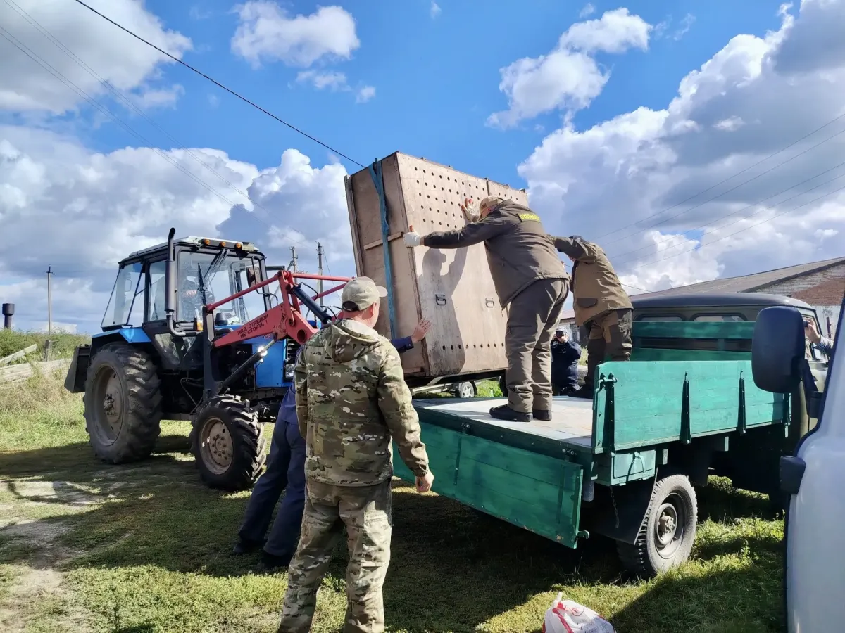 Двух годовалых лосей из Новосибирского зоопарка перевезли в заказник «Сузунский»