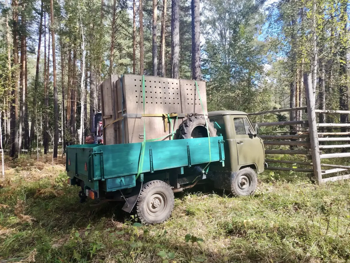 Двух годовалых лосей из Новосибирского зоопарка перевезли в заказник «Сузунский»