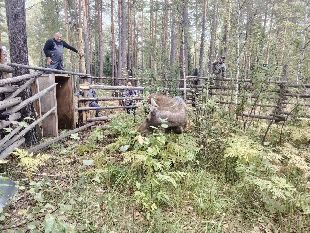 Двух годовалых лосей из Новосибирского зоопарка перевезли в заказник «Сузунский»