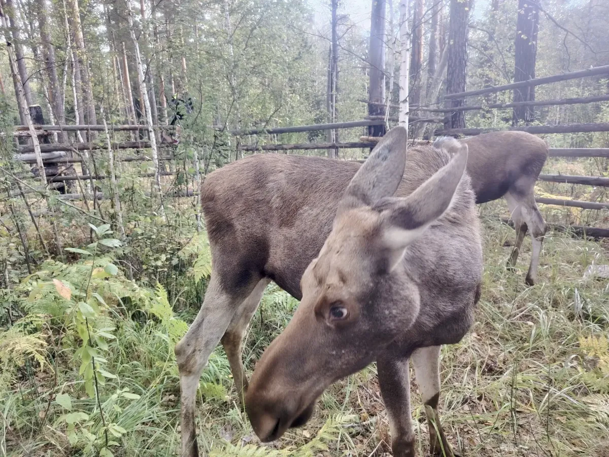 Двух годовалых лосей из Новосибирского зоопарка перевезли в заказник «Сузунский»